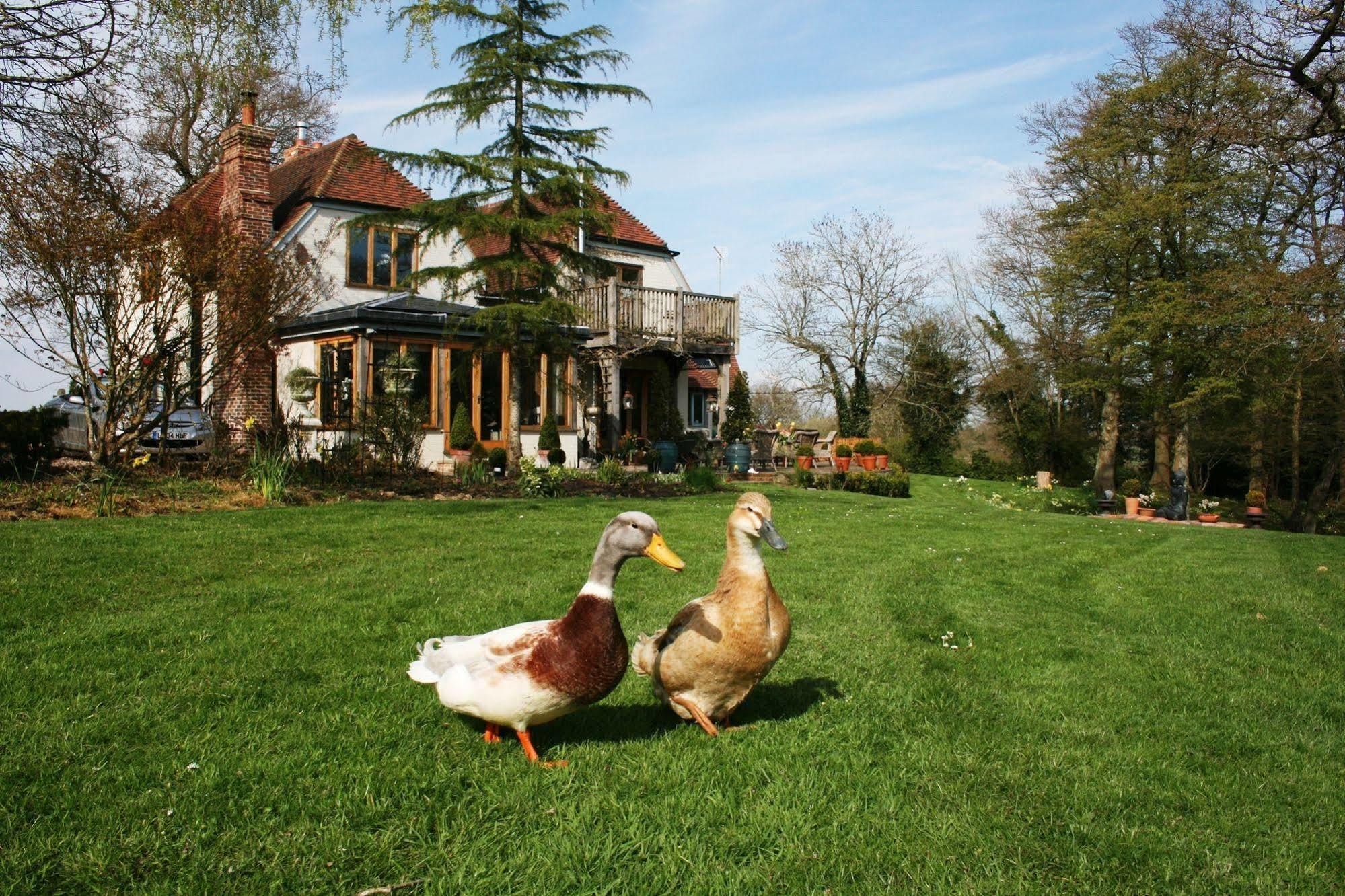 Shoyswell Cottage Hurst Green  Exterior foto